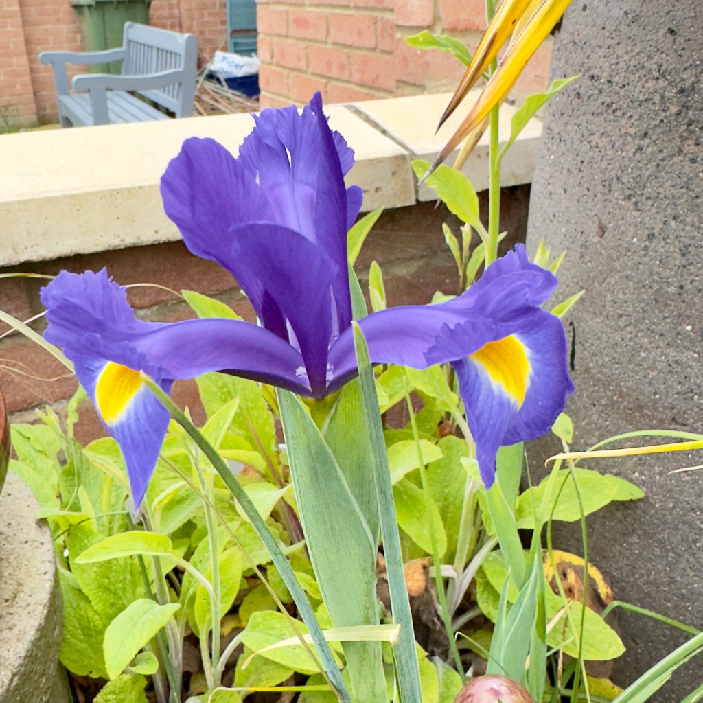 Garden Photography Captured on&nbsp;iPhone